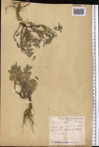 Artemisia sublessingiana (Keller) Krasch. ex Poljakov, Middle Asia, Muyunkumy, Balkhash & Betpak-Dala (M9) (Kazakhstan)