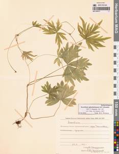 Aconitum glandulosum Rapaics, Siberia, Chukotka & Kamchatka (S7) (Russia)