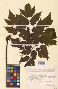 Actaea spicata L., Eastern Europe (no precise locality) (E0)