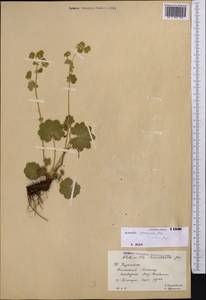 Alchemilla commixta Juz., Middle Asia, Western Tian Shan & Karatau (M3) (Kazakhstan)