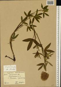 Trifolium pannonicum Jacq., Eastern Europe, West Ukrainian region (E13) (Ukraine)