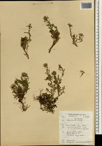 Anacyclus maroccanus (Ball) Ball, Africa (AFR) (Morocco)