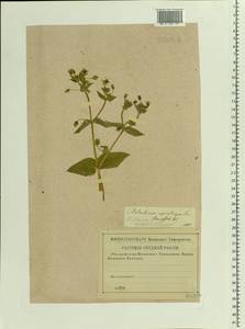 Stellaria aquatica (L.) Scop., Eastern Europe, Central region (E4) (Russia)