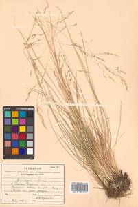 Deschampsia cespitosa subsp. cespitosa, Siberia, Russian Far East (S6) (Russia)