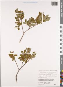 Salix myrtilloides subsp. ustnerensis N. M. Bol'shakov, Siberia, Russian Far East (S6) (Russia)