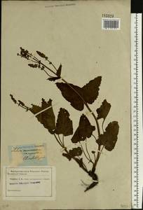 Salvia virgata Jacq., Eastern Europe, South Ukrainian region (E12) (Ukraine)