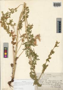 Artemisia armeniaca Lam., Siberia, Altai & Sayany Mountains (S2) (Russia)