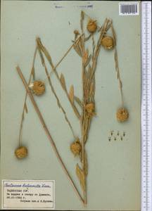 Stizolophus balsamita (Lam.) K.Koch, Middle Asia, Pamir & Pamiro-Alai (M2) (Tajikistan)