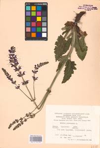 MHA 0 156 270, Salvia pratensis L., Eastern Europe, Central forest-and-steppe region (E6) (Russia)