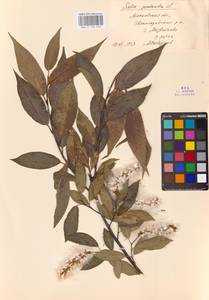 Salix pentandra L., Eastern Europe, Moscow region (E4a) (Russia)