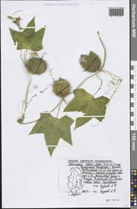 Echinocystis lobata (Michx.) Torr. & A. Gray, Eastern Europe, Volga-Kama region (E7) (Russia)