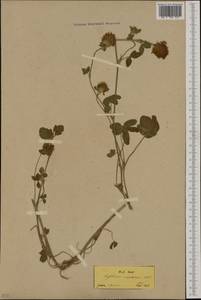 Trifolium pratense var. americanum Harz, Western Europe (EUR) (Greece)