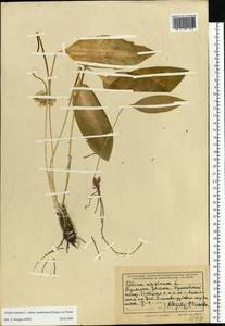 Allium ursinum L., Eastern Europe, Central region (E4) (Russia)