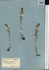 Omalotheca norvegica (Gunnerus) Sch. Bip. & F. W. Schultz, Eastern Europe, West Ukrainian region (E13) (Ukraine)