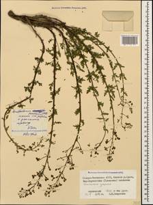 Scrophularia versicolor Boiss., Caucasus, North Ossetia, Ingushetia & Chechnya (K1c) (Russia)