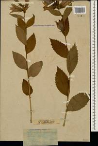 Campanula latifolia L., Caucasus, Krasnodar Krai & Adygea (K1a) (Russia)