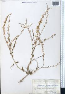 Atraphaxis virgata (Regel) Krasn., Middle Asia, Northern & Central Tian Shan (M4) (Kyrgyzstan)