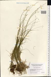 Carex disperma Dewey, Eastern Europe, Western region (E3) (Russia)