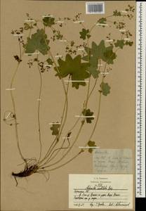 Alchemilla vulgaris L., Eastern Europe, Estonia (E2c) (Estonia)