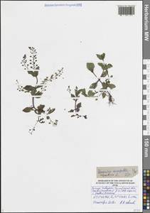 Veronica anagallis-aquatica L., Eastern Europe, Middle Volga region (E8) (Russia)