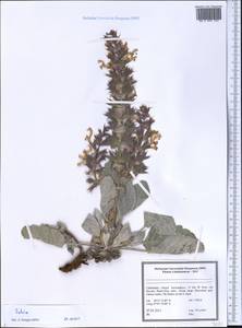 Salvia, Middle Asia, Pamir & Pamiro-Alai (M2) (Uzbekistan)