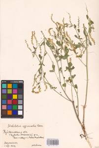 Melilotus officinalis (L.) Lam., Eastern Europe, Middle Volga region (E8) (Russia)