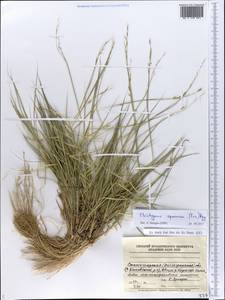 Cleistogenes squarrosa (Trin.) Keng, Eastern Europe, Lower Volga region (E9) (Russia)