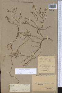 Polygonum arenarium subsp. arenarium, Middle Asia, Caspian Ustyurt & Northern Aralia (M8) (Kazakhstan)