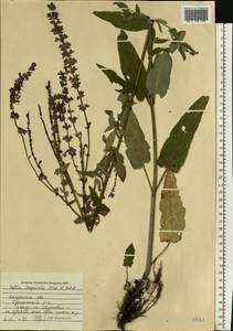 Salvia nemorosa subsp. pseudosylvestris (Stapf) Bornm., Eastern Europe, Central region (E4) (Russia)