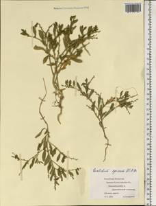 Euclidium syriacum (L.) W.T. Aiton, Middle Asia, Caspian Ustyurt & Northern Aralia (M8) (Kazakhstan)