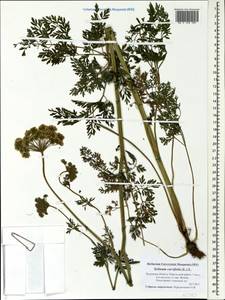 Selinum carvifolia (L.) L., Eastern Europe, North-Western region (E2) (Russia)