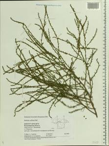 Salsola collina Pall., Eastern Europe, Central region (E4) (Russia)