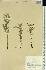 Thermopsis lanceolata R.Br., Siberia, Altai & Sayany Mountains (S2) (Russia)