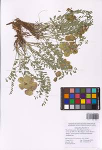 Astragalus physodes L., Eastern Europe, Lower Volga region (E9) (Russia)