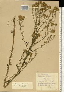 Centaurea stoebe subsp. stoebe, Eastern Europe, Central region (E4) (Russia)