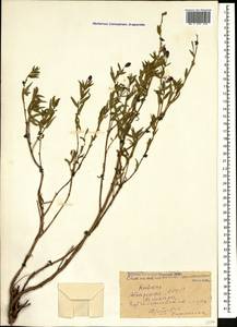 Chamaenerion colchicum (Albov) Steinb., Caucasus, Abkhazia (K4a) (Abkhazia)