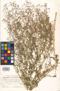 Gypsophila paniculata L., Eastern Europe, Moscow region (E4a) (Russia)