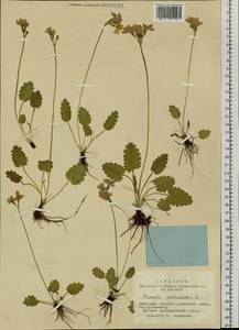 Primula cortusoides L., Siberia, Altai & Sayany Mountains (S2) (Russia)