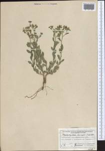 Haplophyllum bungei Trautv., Middle Asia, Syr-Darian deserts & Kyzylkum (M7) (Uzbekistan)