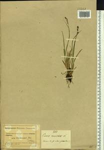 Carex brunnescens (Pers.) Poir., Siberia, Altai & Sayany Mountains (S2) (Russia)