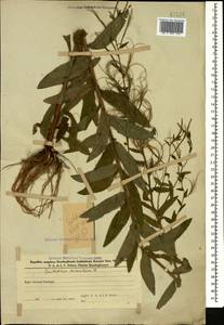 Epilobium hirsutum L., Caucasus, Azerbaijan (K6) (Azerbaijan)