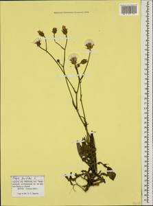 Crepis foetida, Caucasus, Krasnodar Krai & Adygea (K1a) (Russia)