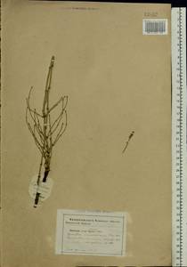 Equisetum ramosissimum Desf., Eastern Europe, South Ukrainian region (E12) (Ukraine)