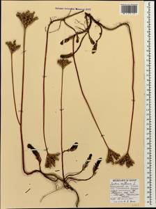 Petrosedum rupestre subsp. rupestre, Caucasus, Black Sea Shore (from Novorossiysk to Adler) (K3) (Russia)