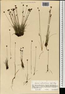 Juncus triglumis L., Mongolia (MONG) (Mongolia)
