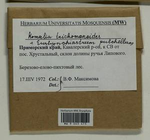 Homalia trichomanoides (Hedw.) Brid., Bryophytes, Bryophytes - Russian Far East (excl. Chukotka & Kamchatka) (B20) (Russia)