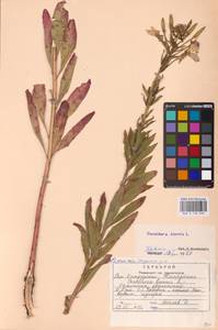 Oenothera biennis L., Eastern Europe, Central region (E4) (Russia)