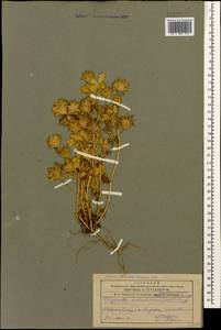 Trigonella coerulescens (M.Bieb.)Halacsy, Caucasus, Azerbaijan (K6) (Azerbaijan)