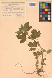 Potentilla norvegica L., Siberia, Russian Far East (S6) (Russia)