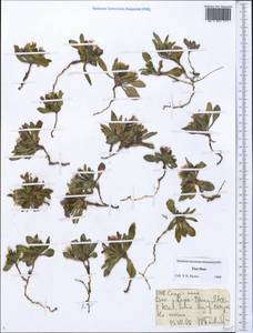 Askellia pygmaea (Ledeb.) Sennikov, Middle Asia, Northern & Central Tian Shan (M4) (Kyrgyzstan)